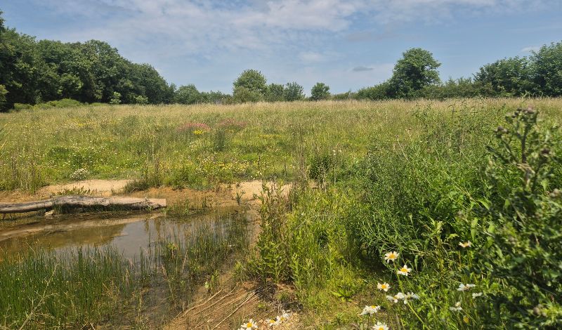 National Meadows Day article image